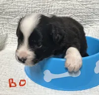 Bo, a male Border Collie for sale in Winamac, IN – 6 of 9