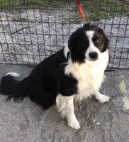Max, a male Border Collie for sale in Winamac, IN – 9 of 10