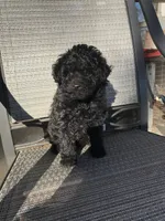 Deke, a male Poodle - Toy  for sale in Austin, AR – Photo 1 of 5