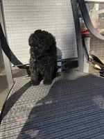 Deke, a male Poodle - Toy  for sale in Austin, AR – Photo 4 of 5