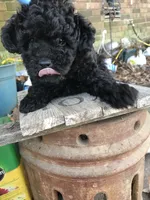 Deke, a male Poodle - Toy  for sale in Austin, AR – Photo 2 of 5