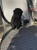 Deke, a male Poodle - Toy  for sale in Austin, AR – Photo 3 of 5