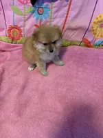 Teddy , a male Pomeranian for sale in Austin, AR – Photo 5 of 5