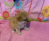 Teddy , a male Pomeranian for sale in Austin, AR – Photo 2 of 5