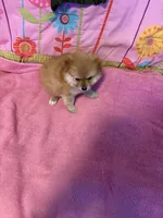 Teddy , a male Pomeranian for sale in Austin, AR – Photo 4 of 5