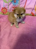 Teddy , a male Pomeranian for sale in Austin, AR – Photo 3 of 5