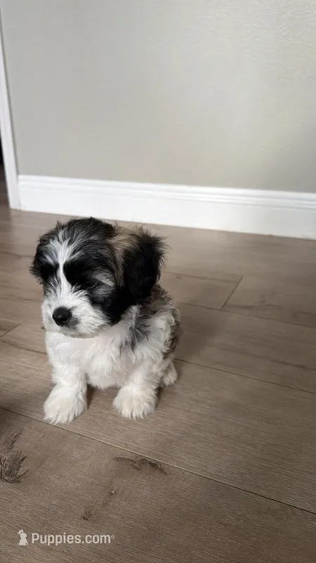 Rolly – Shih Tzu puppy for sale in Santa Rosa, CA