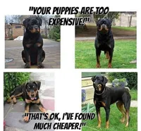 Darling Rottie Baby Girl, a female Rottweiler for sale in Tucson, AZ – Photo 3 of 4
