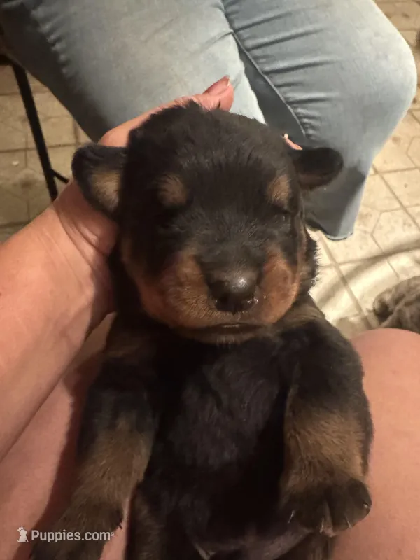 Darling Rottie Baby Girl