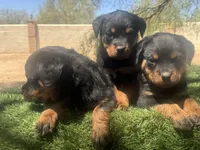 Darling Rottie Baby Girl, a female Rottweiler for sale in Tucson, AZ – Photo 4 of 4