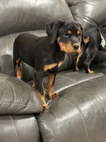 Darling Rottie Baby Girl, a female Rottweiler for sale in Tucson, AZ – Photo 2 of 4