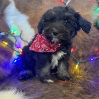 Sweet Baby Boy, a male Miniature Schnauzer for sale in Tucson, AZ – Photo 2 of 2