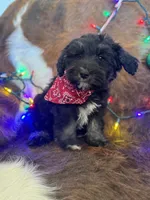 Sweet Baby Boy, a male Miniature Schnauzer for sale in Tucson, AZ – Photo 2 of 2