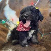 Sweet Baby Boy, a male Miniature Schnauzer for sale in Tucson, AZ – Photo 1 of 2