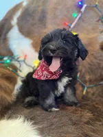 Sweet Baby Boy, a male Miniature Schnauzer for sale in Tucson, AZ – Photo 1 of 2