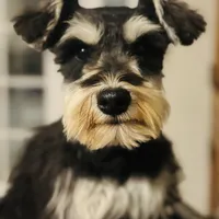 Seven, a male Miniature Schnauzer for sale in Tucson, AZ – Photo 1 of 2