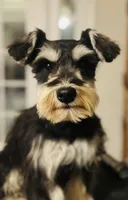 Seven, a male Miniature Schnauzer for sale in Tucson, AZ – Photo 1 of 2