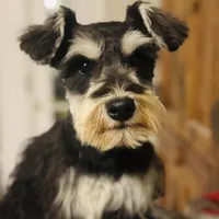 Seven, a male Miniature Schnauzer for sale in Tucson, AZ – Photo 2 of 2