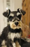 Seven, a male Miniature Schnauzer for sale in Tucson, AZ – Photo 2 of 2