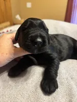 Purple girl- Jasmine, a female Giant Schnauzer for sale in Cincinnati, OH – 2 of 2