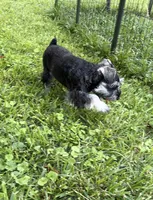 Roo, a female Miniature Schnauzer for sale in Cincinnati, OH – 1 of 2