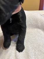 Geeen Boy- Beast, a male Giant Schnauzer for sale in Cincinnati, OH – 2 of 3