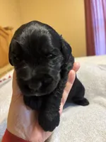 Geeen Boy- Beast, a male Giant Schnauzer for sale in Cincinnati, OH – 3 of 3
