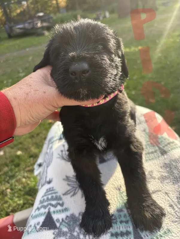 Pink girl- Ariel – Giant Schnauzer puppy for sale in Cincinnati, OH