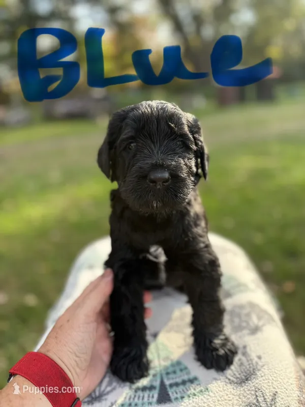 Blue boy- Alladin – Giant Schnauzer puppy for sale in Cincinnati, OH