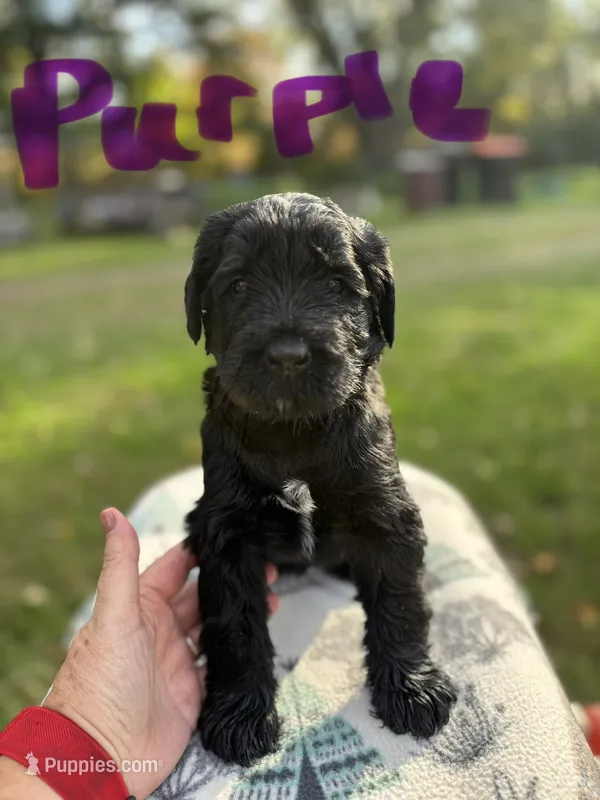 Purple girl- Jasmine – Giant Schnauzer puppy for sale in Cincinnati, OH