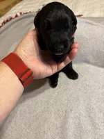 Blue boy- Alladin, a male Giant Schnauzer for sale in Cincinnati, OH – 2 of 2