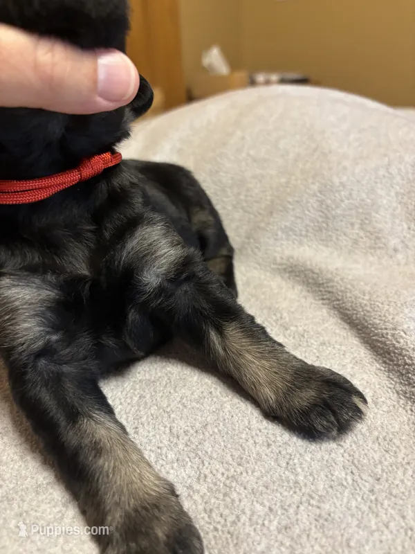 Red boy- Prince Eric – Giant Schnauzer puppy for sale in Cincinnati, OH