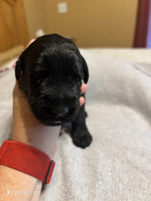 Purple girl- Jasmine – Giant Schnauzer puppy for sale in Cincinnati, OH
