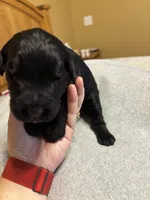 Yellow girl - Belle, a female Giant Schnauzer for sale in Cincinnati, OH – 1 of 2