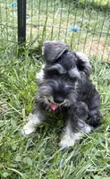 Roo, a female Miniature Schnauzer for sale in Cincinnati, OH – 2 of 2
