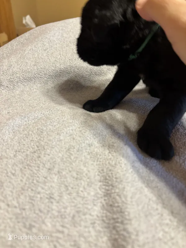 Geeen Boy- Beast – Giant Schnauzer puppy for sale in Cincinnati, OH
