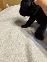 Geeen Boy- Beast, a male Giant Schnauzer for sale in Cincinnati, OH – 1 of 3