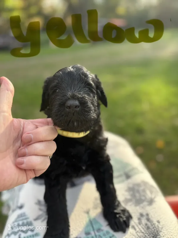 Yellow girl - Belle – Giant Schnauzer puppy for sale in Cincinnati, OH