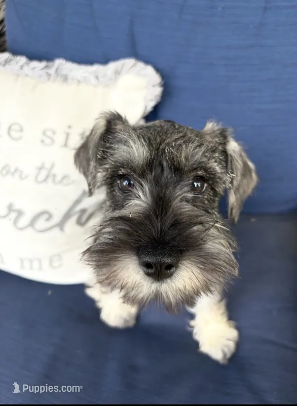 Piglet – Miniature Schnauzer puppy for sale in Cincinnati, OH