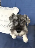Piglet, a female Miniature Schnauzer for sale in Cincinnati, OH – 1 of 2
