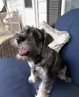Piglet, a female Miniature Schnauzer for sale in Cincinnati, OH – 2 of 2