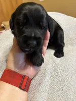 Pink girl- Ariel, a female Giant Schnauzer for sale in Cincinnati, OH – 2 of 2