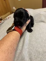 Pink girl- Ariel, a female Giant Schnauzer for sale in Cincinnati, OH – 1 of 2