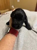 Yellow girl - Belle, a female Giant Schnauzer for sale in Cincinnati, OH – 2 of 2