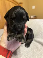Red boy- Prince Eric, a male Giant Schnauzer for sale in Cincinnati, OH – 2 of 3