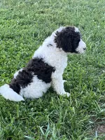 Dolly, a female Goldendoodle for sale in Rising Sun, IN – 2 of 4