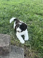 Dolly, a female Goldendoodle for sale in Rising Sun, IN – 3 of 4