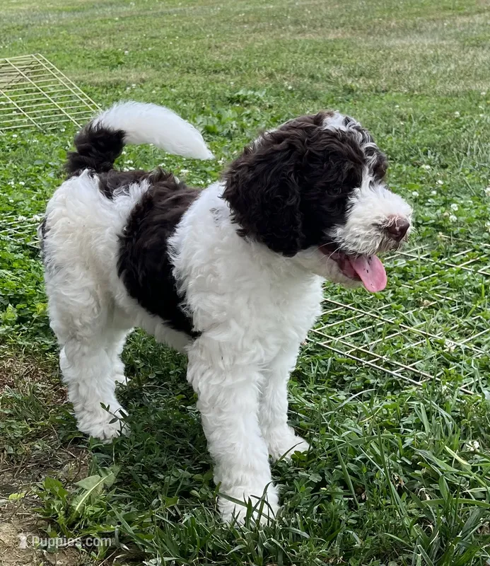 Dolly – Goldendoodle puppy for sale in Rising Sun, IN