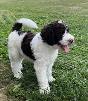 Dolly, a female Goldendoodle for sale in Rising Sun, IN – 1 of 4