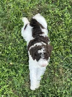 Dolly, a female Goldendoodle for sale in Rising Sun, IN – 4 of 4